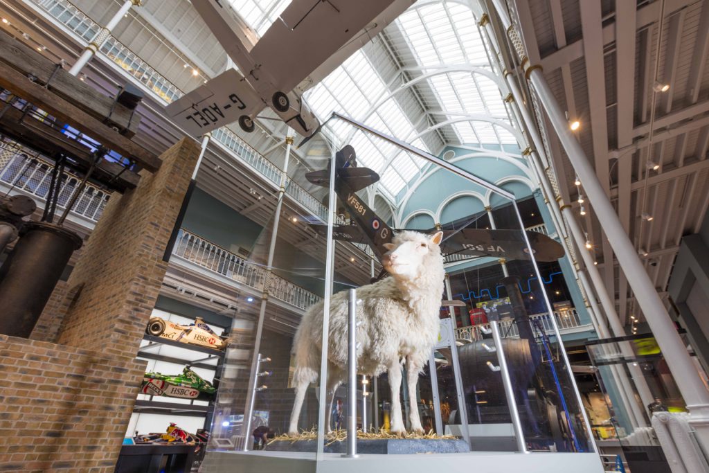 Dolly the cloned sheep on display at the Science and Technology Galleries at the National Museum of Scotland