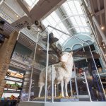 Dolly the cloned sheep on display at the Science and Technology Galleries at the National Museum of Scotland