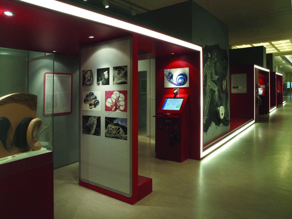 Colour photograph of an exhibition on research focusing mainly on the inner ear and climate change