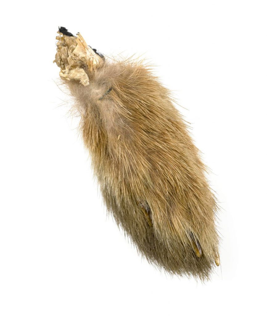 Colour photograph of a fox paw amulet