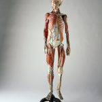Colour photograph of a papier mache anatomical model of the human body
