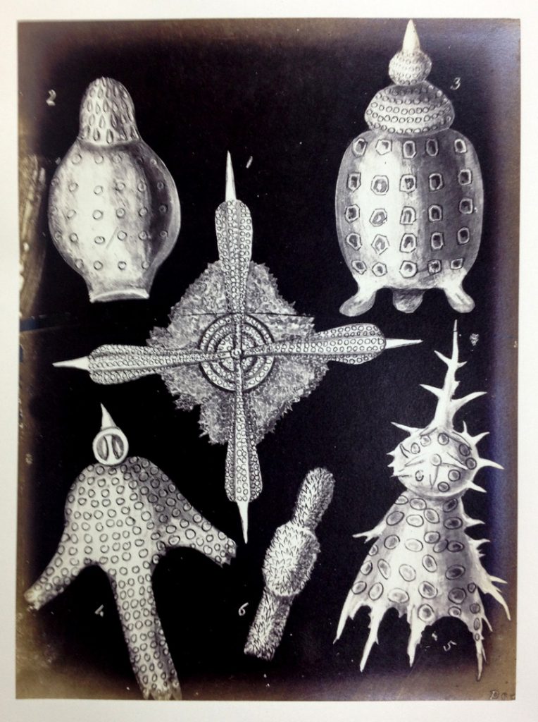 Pen and ink illustrations of marine based single celled organisms