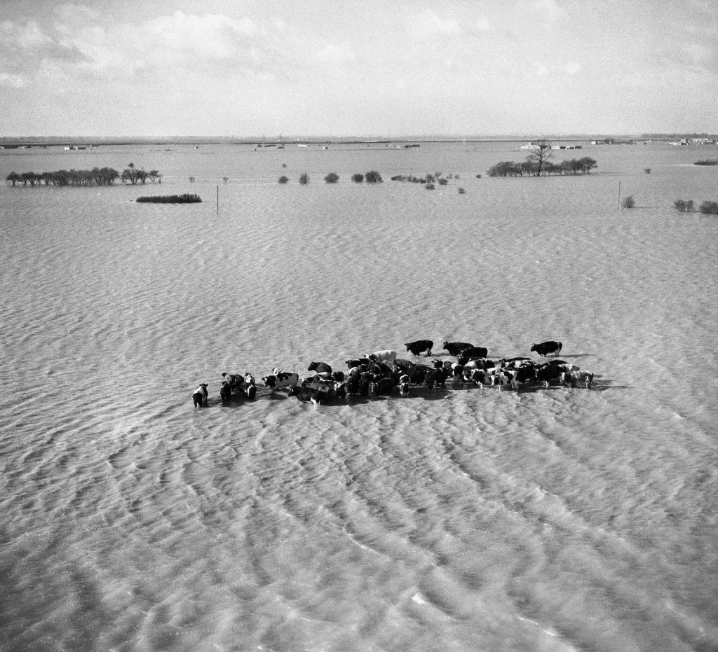 Black and white photograph of a herd of cows caught in a severe flood and surrounded by water