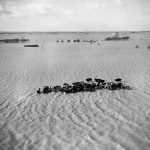 Black and white photograph of a herd of cows caught in a severe flood and surrounded by water