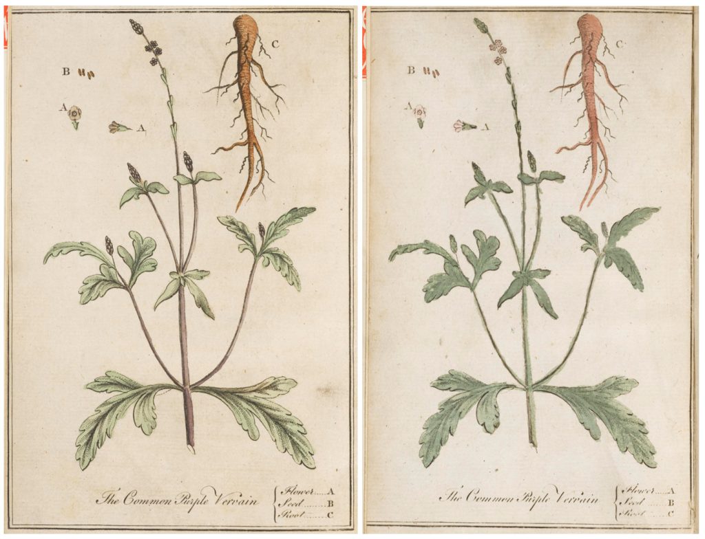 Ink coloured illustrations of the Common Purple Vervain root from two separate pamphlet editions