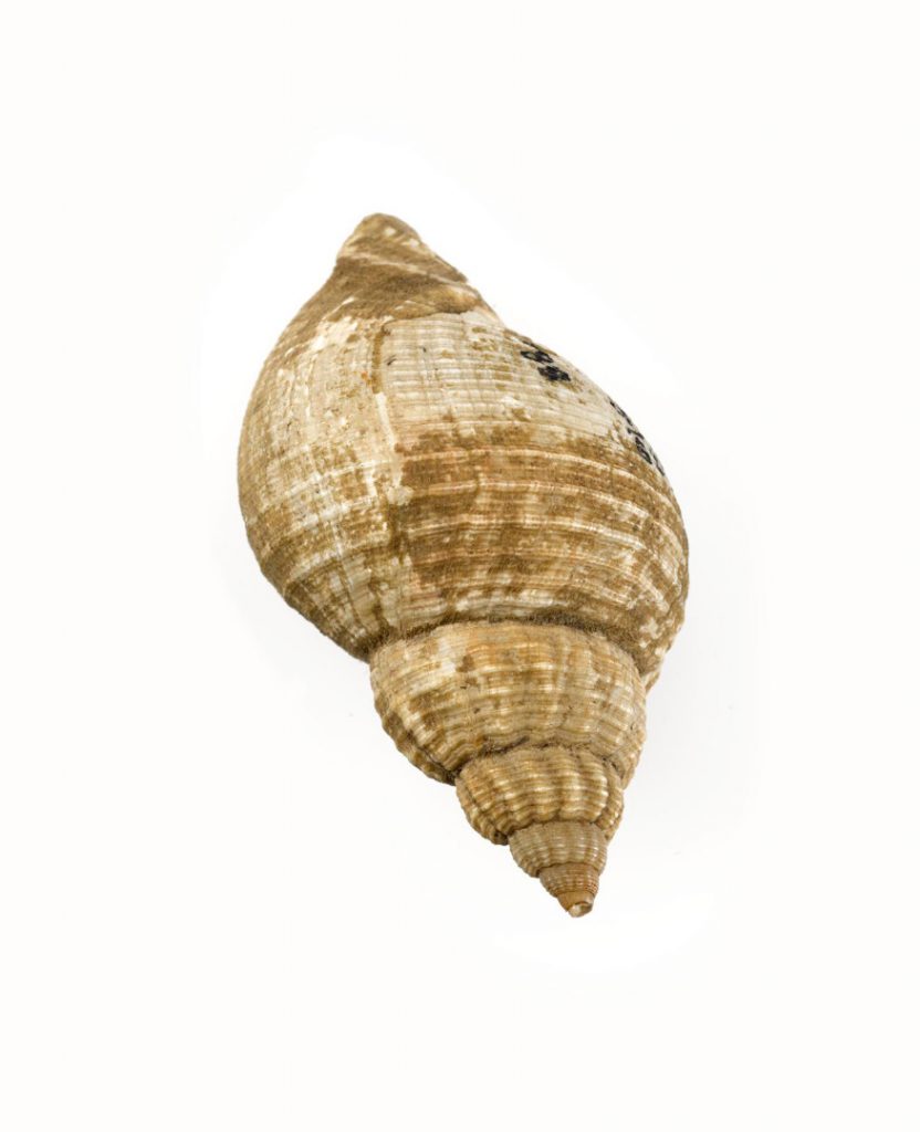 Colour photograph of a whelk shell amulet