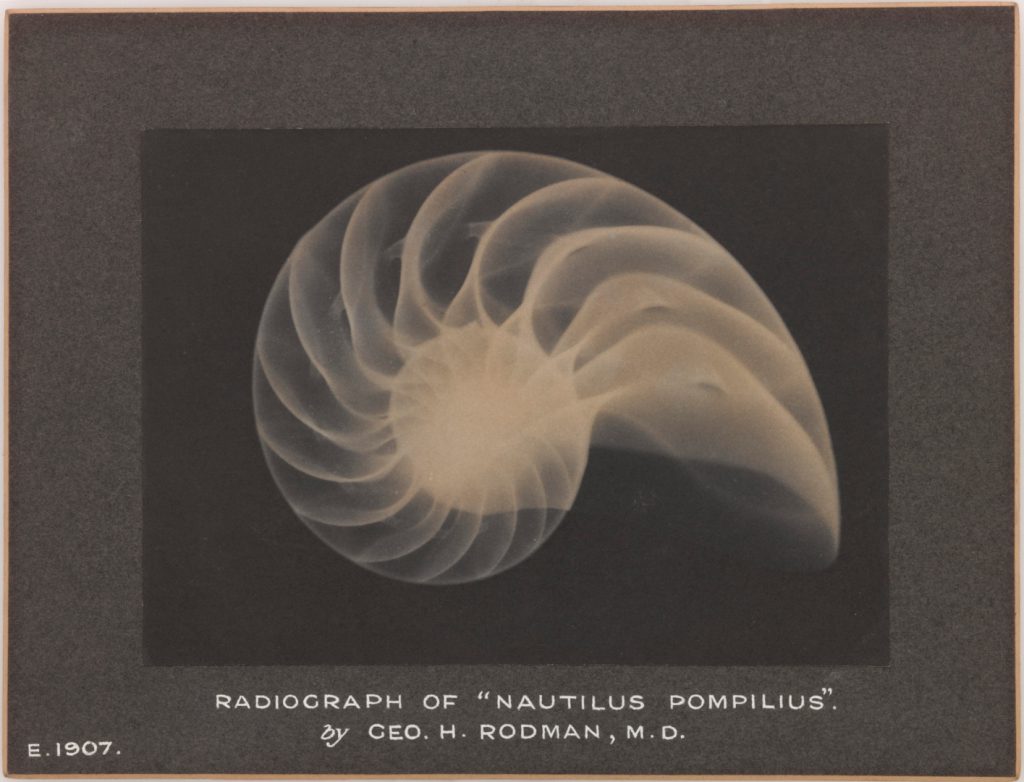 Mounted plantinotype print from 1907 showing an X-ray picture of Nautilus Pompelnes