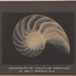 Mounted plantinotype print from 1907 showing an X-ray picture of Nautilus Pompelnes