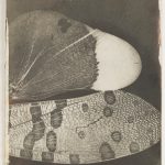 Early black and white photograph by William Henry Fox Talbot of a close up shot of a pair of butterfly wings