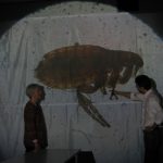 Colour photograph of a solar projection of a mounted flea being shown to an audience via projector