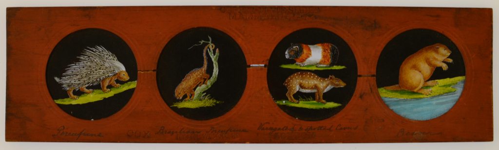 Colour photograph of Copper-Plate Slider by Carpenter and Westley showing elements of Zoology mammalia porcupine Brazilian porcupine variegated and spotted cavies and beaver