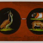 Colour photograph of Copper-Plate Slider by Carpenter and Westley showing elements of Zoology mammalia porcupine Brazilian porcupine variegated and spotted cavies and beaver