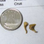 Colour photograph of 3d printed boxwood ossicle bones pictured next to a Canadian ten cent coin for scale