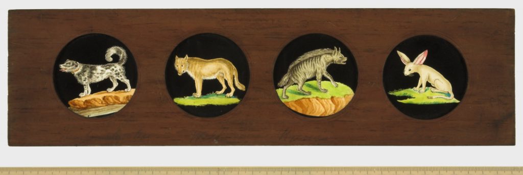 A Copper-Plate Slider by Carpenter & Westley showing elements of Zoology mammalia Newfoundland dog wolf striped hyena and Fenec