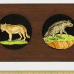 A Copper-Plate Slider by Carpenter & Westley showing elements of Zoology mammalia Newfoundland dog wolf striped hyena and Fenec