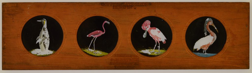 A Copper Plate Slider by Carpenter & Westley showing elements of Zoology birds Patagonian penguin red flamingo rose-coloured spoonbill and agami heron