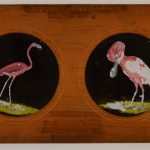 A Copper Plate Slider by Carpenter & Westley showing elements of Zoology birds Patagonian penguin red flamingo rose-coloured spoonbill and agami heron
