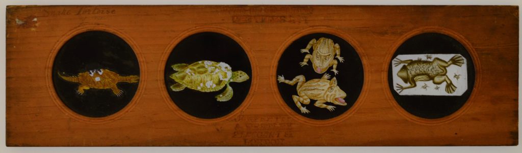 A Copper Plate Slider by Carpenter & Westley elements of Zoology amphibia snake tortoise green turtle horned frog and pipa