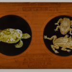 A Copper Plate Slider by Carpenter & Westley elements of Zoology amphibia snake tortoise green turtle horned frog and pipa