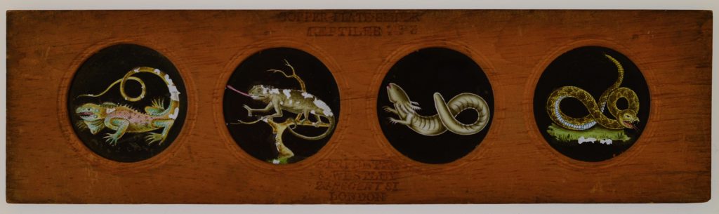 Copper Plate Slider by Carpenter & Westley elements of Zoology amphibia American guana chameleon siren and banded rattlesnake