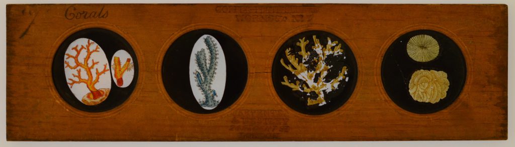 A Copper-Plate Slider by Carpenter & Westley showing elements of Zoology worms red coral thick-armed gorgonia cinnamon madrepore madreporas patella and meandrites