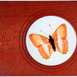 Colour photograph of a microscope slide with a mounted butterfly