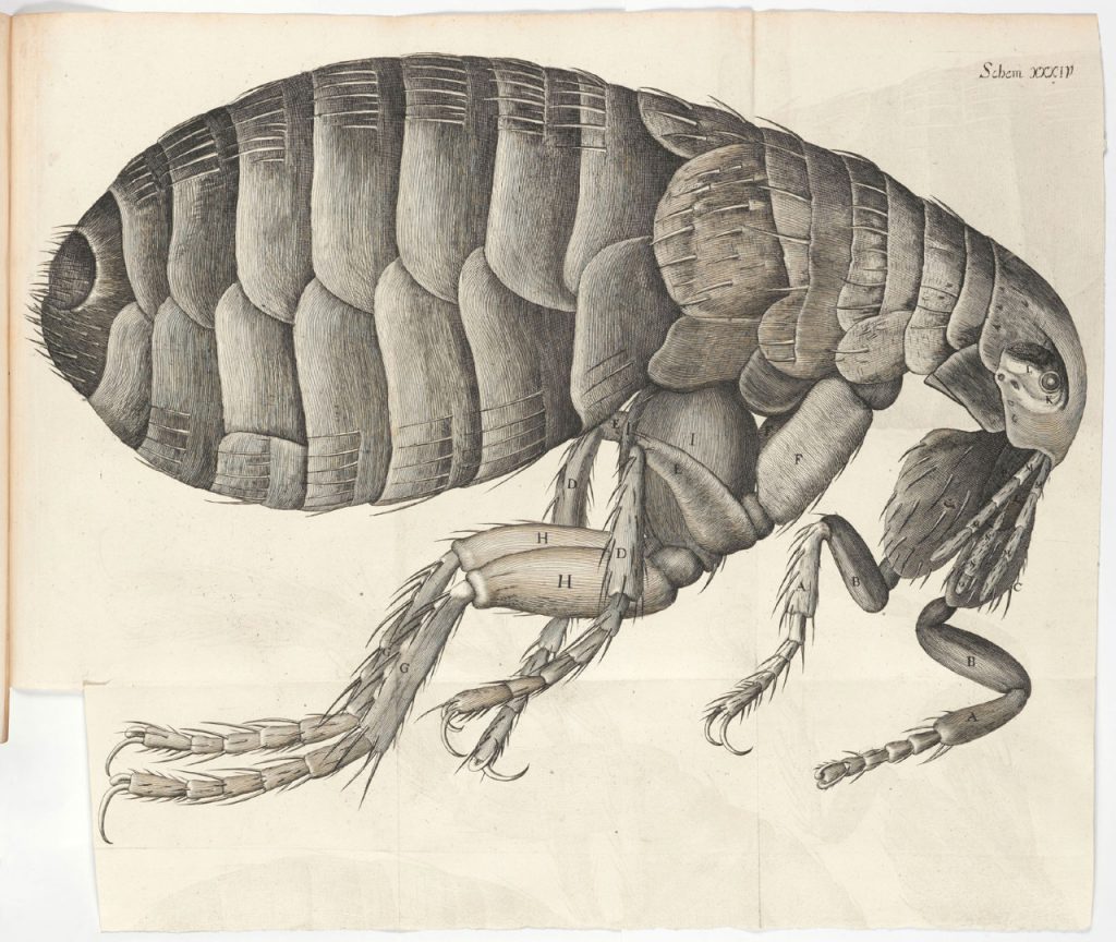 Black and white ink illustration of a flea from 1665