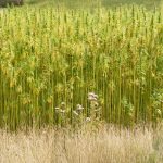Colour photograph of a field of hemp growing in Sussex