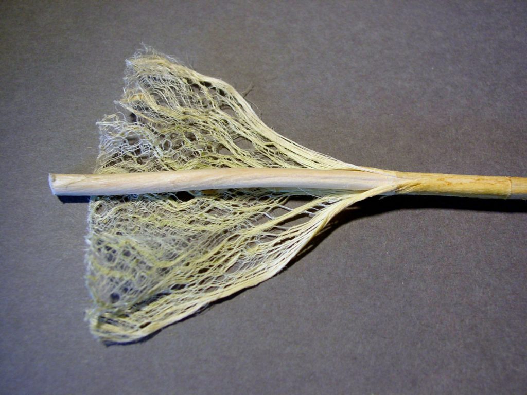 Hemp stalk showing the fibre and core