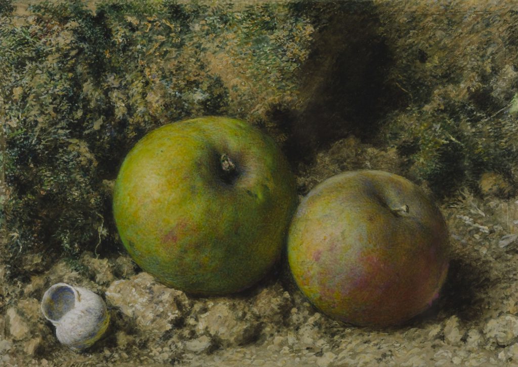 Watercolour painting of two apples and a snail shell