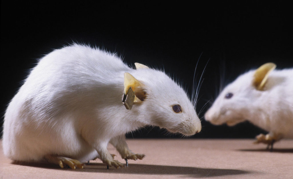 Colour photograph of freeze dried genetically engineered mice