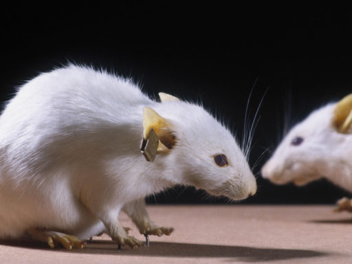 Colour photograph of freeze dried genetically engineered mice