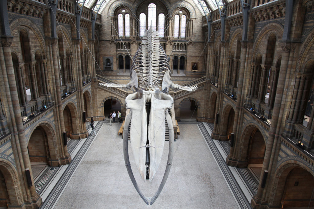 Colour photograph of the blue whale skeleton in the Natural History Museum entrance hall