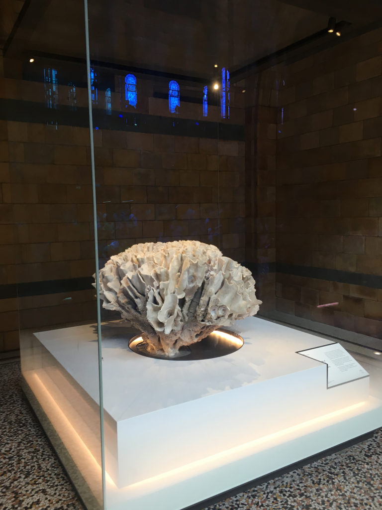 Colour photograph of Turbiniara coral on display in the Natural History Museum
