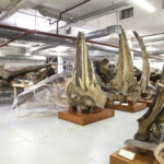 Colour photograph of cetacean bones in museum storage