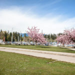 Colour photograph of a cherry tree AIDS memorial grove