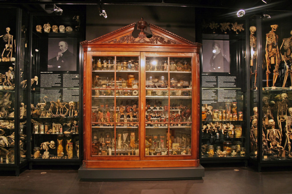 Colour photograph of an anatomical specimens display case