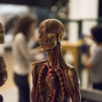 Colour photograph of an human anatomical wax model