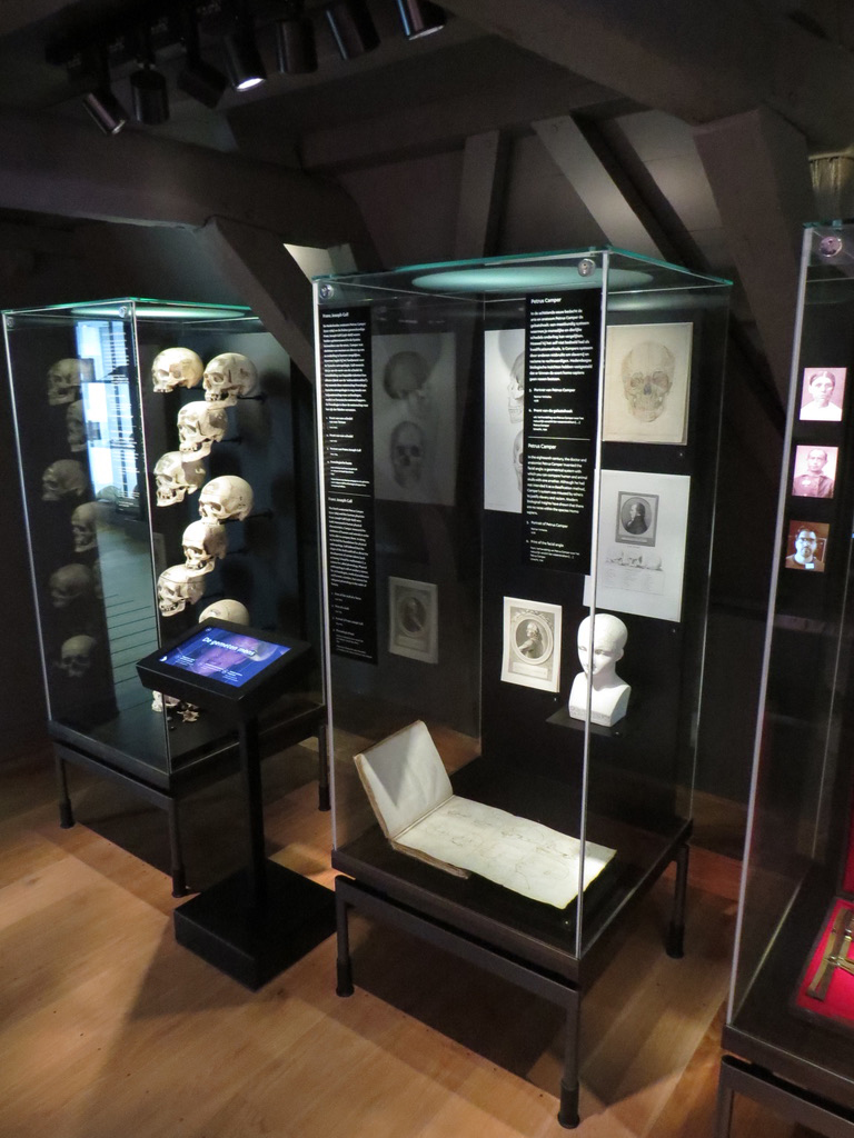 Colour photograph of anatomical display cabinets