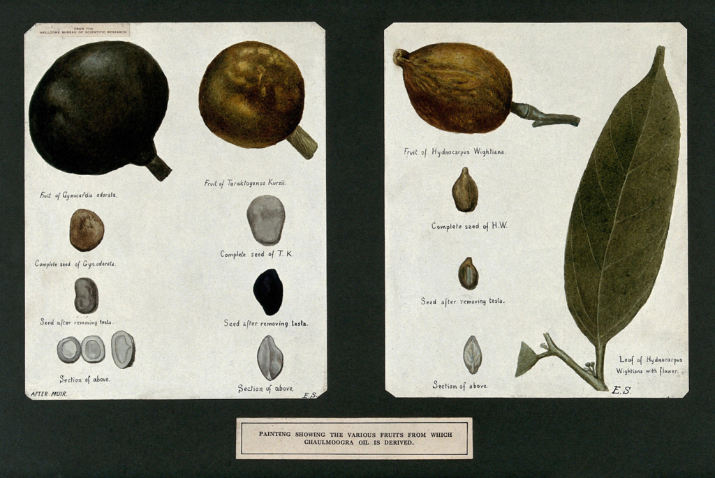 Paintings showing various fruits from which chaulmoogra oil is derived