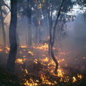 Colour photograpoh of a Western Australian forest being managed by burning