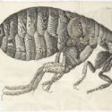 Robert Hookes drawing of a flea seen through a microscope