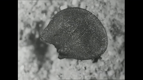 GIF illustration of fading effect used by Smith in the film The Life History of the Onion