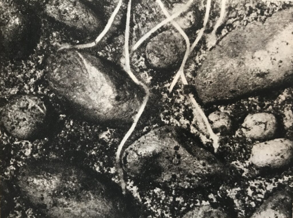 Still from video showing roots avoiding rocks as they grow
