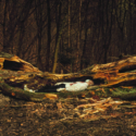 Image of a fragmented fallen tree, in which a man in a white shirt and black trousers lies as though asleep or unconscious. He wears a surgical mask. In the background is a dark forest.