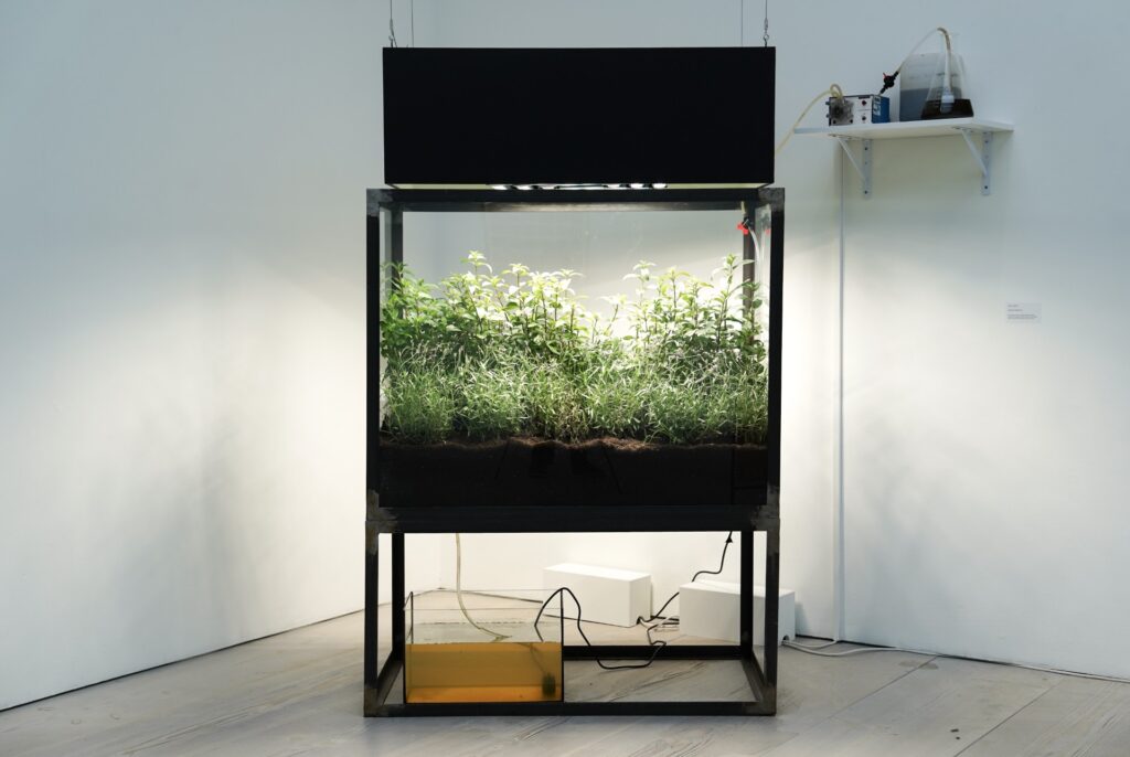 Image of a tank in which plants are growing.