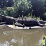 Colour photograph of a concrete icthyosaur model situated outdoors