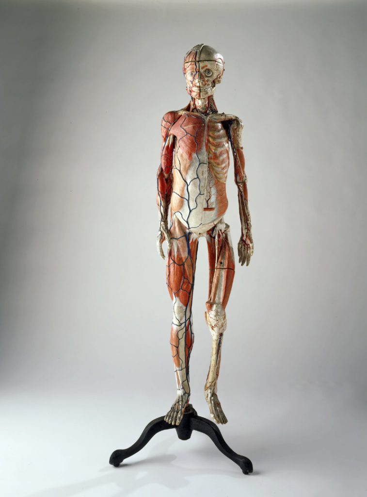 Colour photograph of a papier mache anatomical model of the human body