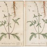 Ink coloured illustrations of the Common Purple Vervain root from two separate pamphlet editions