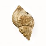 Colour photograph of a whelk shell amulet